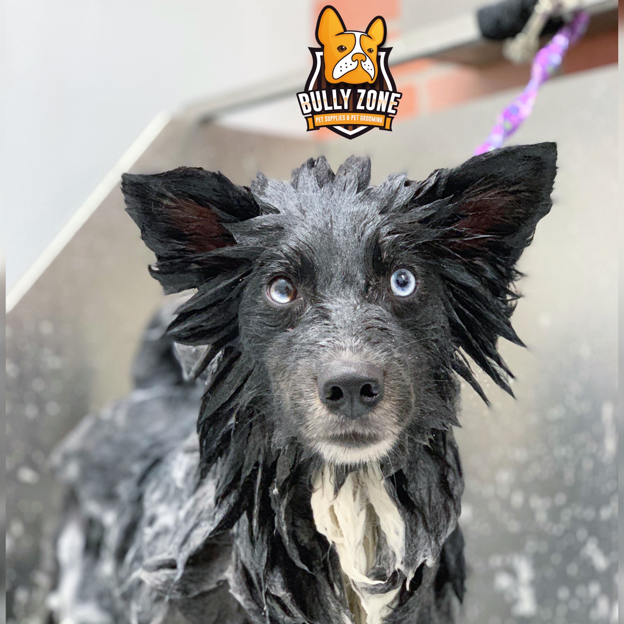 Bully Zone Pet Supplies & Pet Grooming