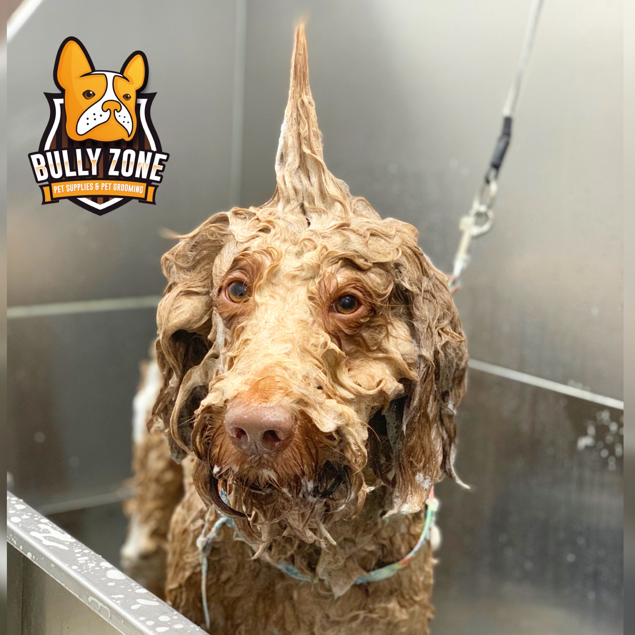 Bully Zone Pet Supplies & Pet Grooming work 2