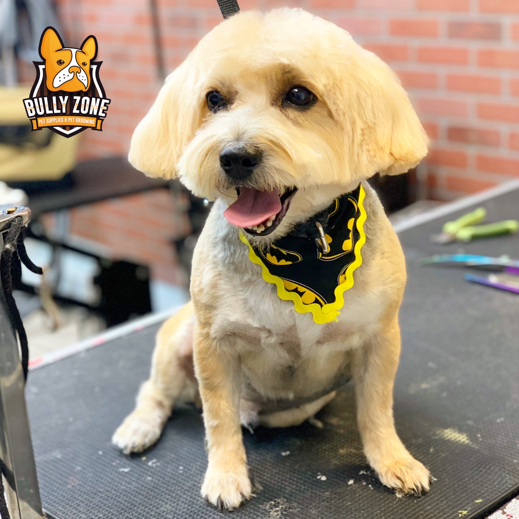 Bully Zone Pet Supplies & Pet Grooming work 4