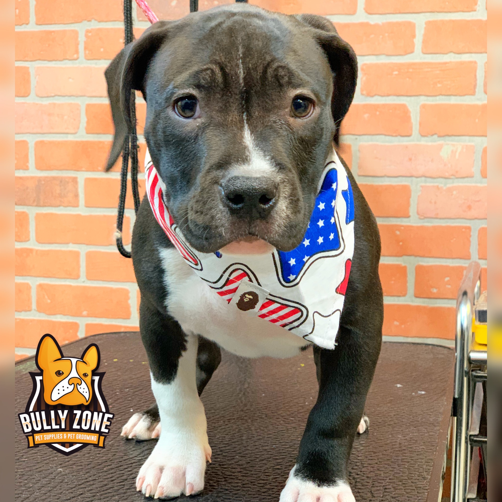 Bully Zone Pet Supplies & Pet Grooming work 3