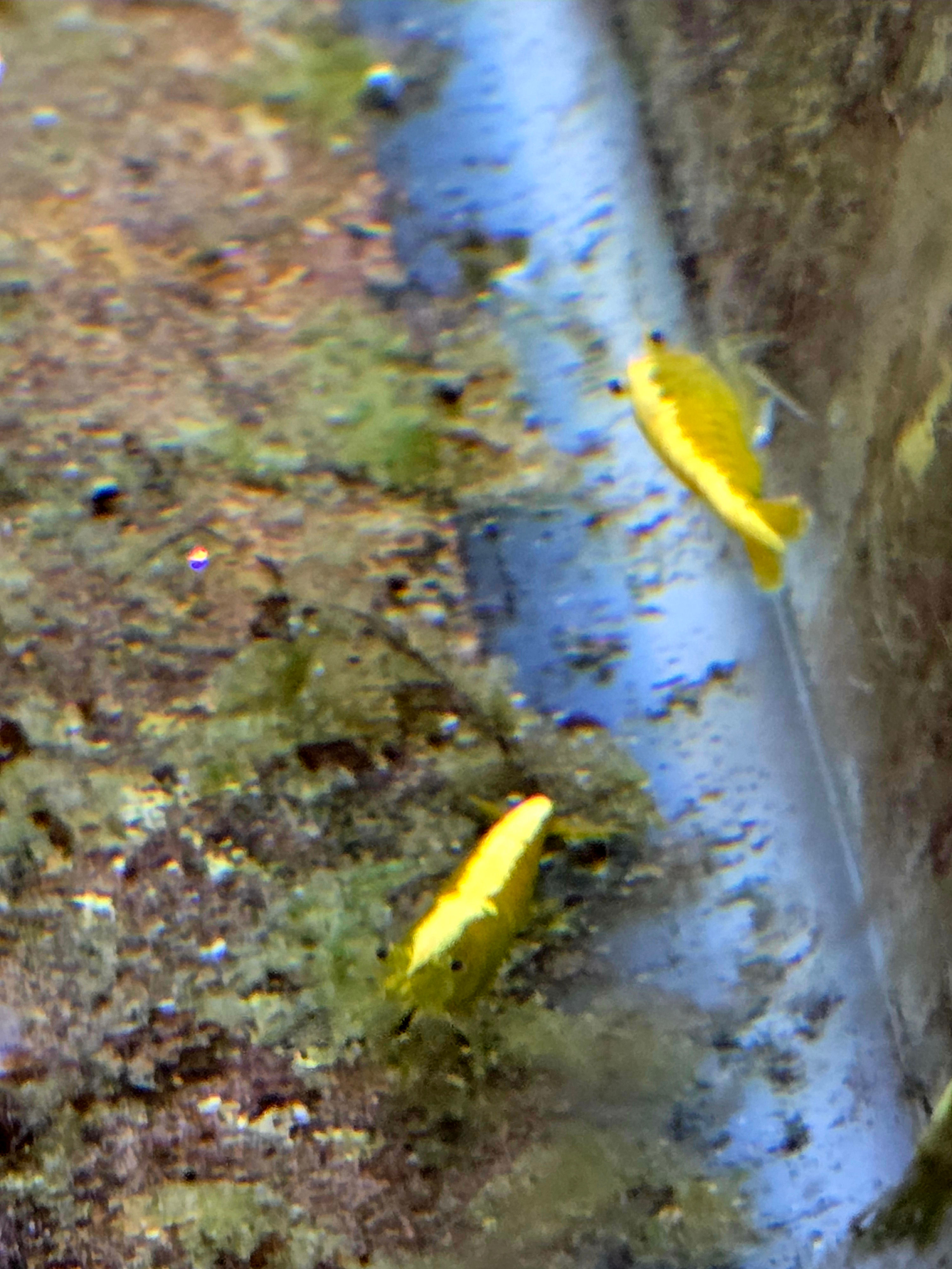 Gold Back Yellow Fire Shrimp 