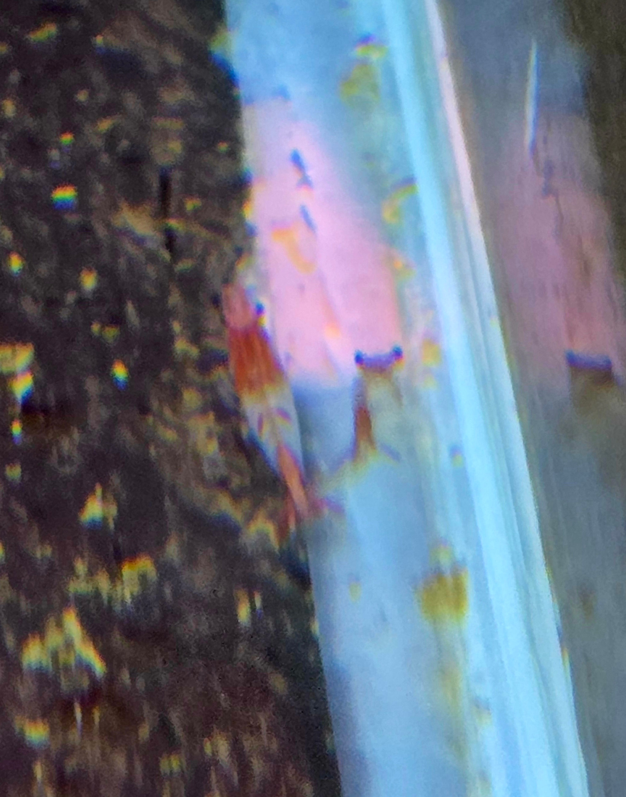 Red Rili Shrimp