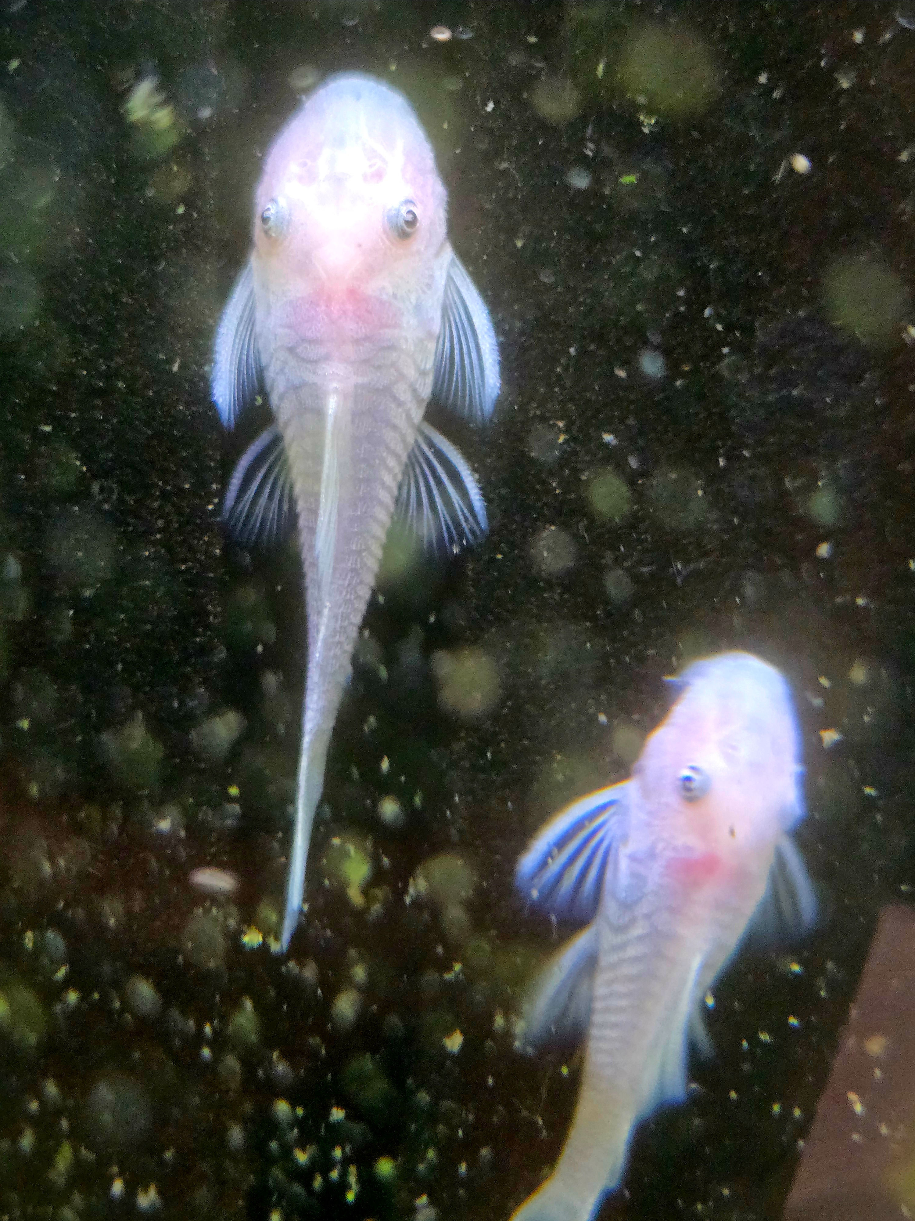 Snow White Bushynose Pleco 