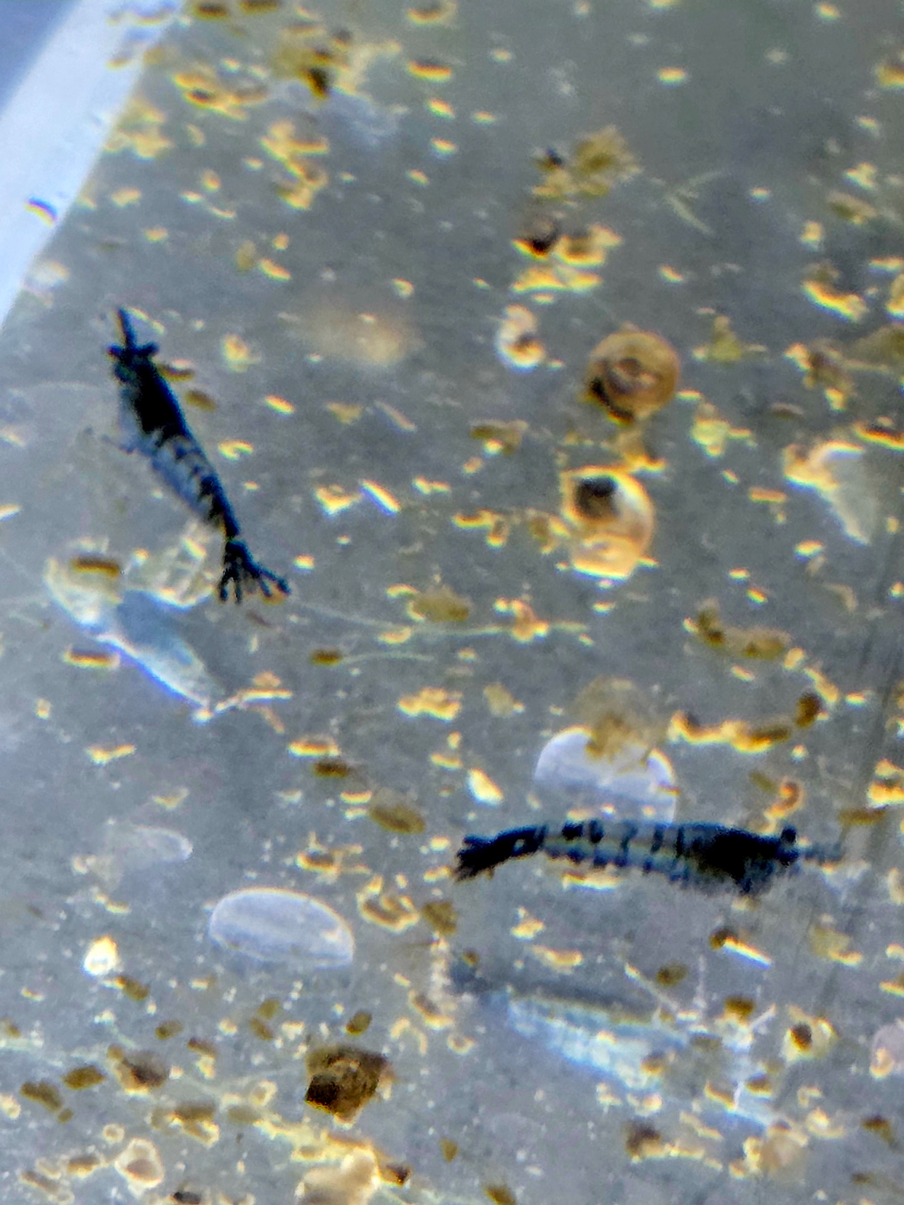 Carbon Rili Shrimp