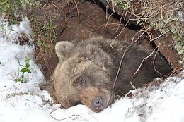 Björn februar 2012 061.JPG