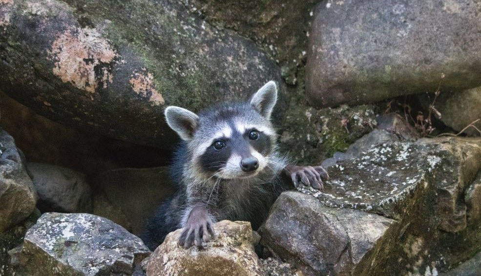 Alturas Wildlife Sanctuary