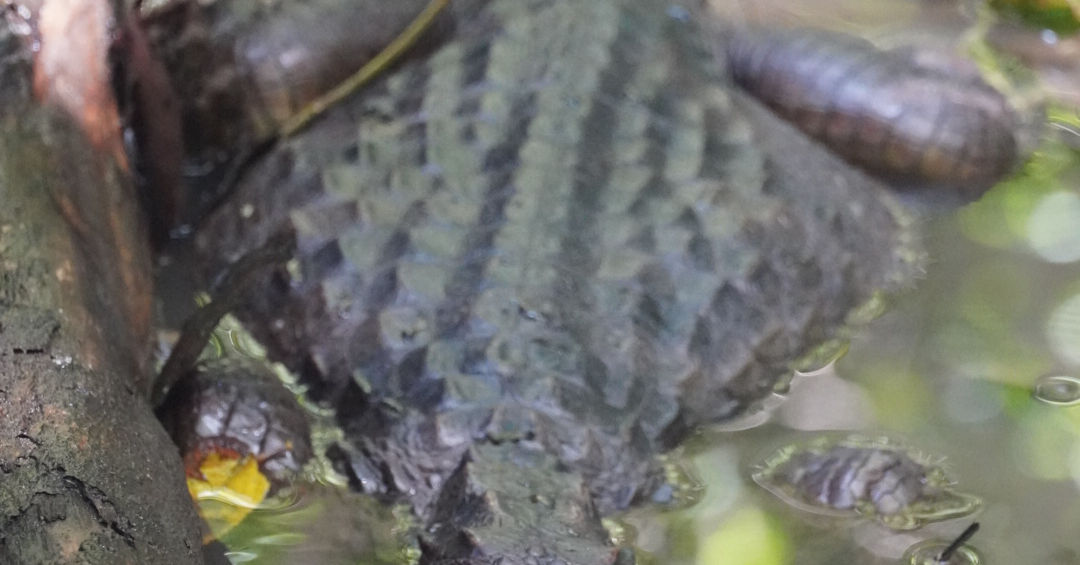 Alturas Wildlife Sanctuary