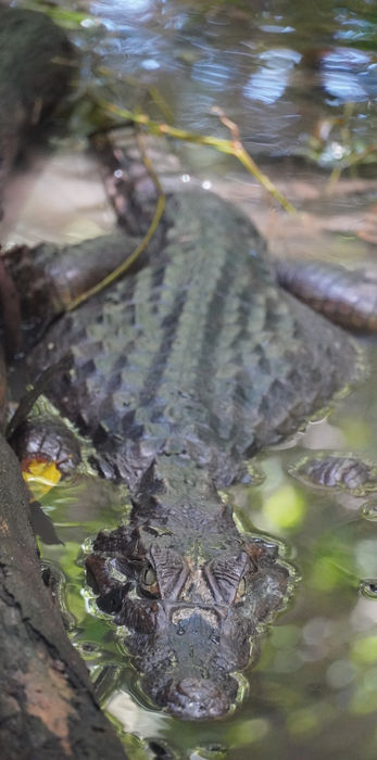 Alturas Wildlife Sanctuary