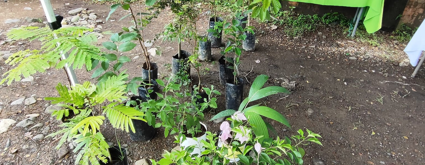 Feria las Esferas Palmar