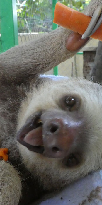 Alturas Wildlife Sanctuary