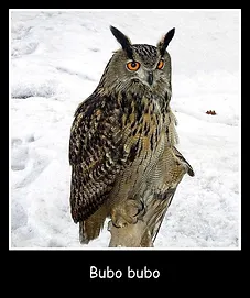 512px-Bubo_bubo_winter_1