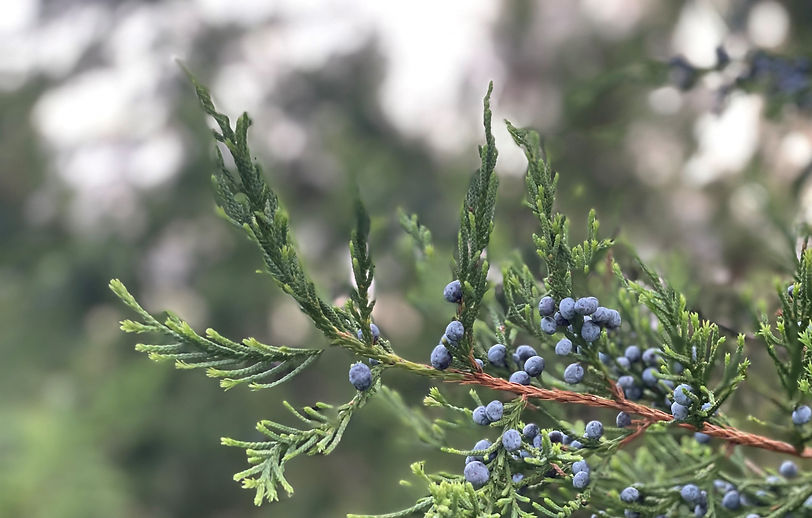 Copy of Juniper4_edited.jpg