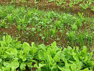 Biofertilizante HomeBiogas acelera produção e gera verduras mais nutritivas