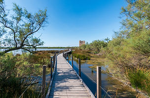 Path in the Petite Camargue with the Carbonnière tower in the distance, in Aigues-Mortes,