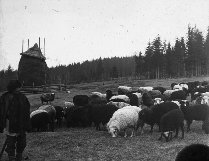 Moutons de Maramaros, Roumanie.