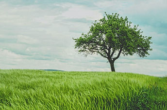 Arbol.jpg