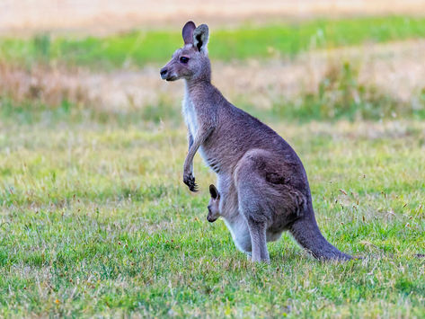 Humans & Kangaroos Have More in Common Than You Think