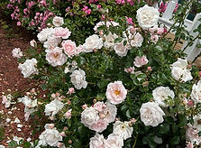 our natural fertilizer :100% organic ,Lots of expensive materials (such as crab ,fish, molasses etc.)are composted and fermen