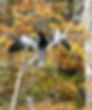 Anhinga bird holding wings out to dry