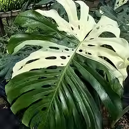 14' Monstera Albo Large Form.avif