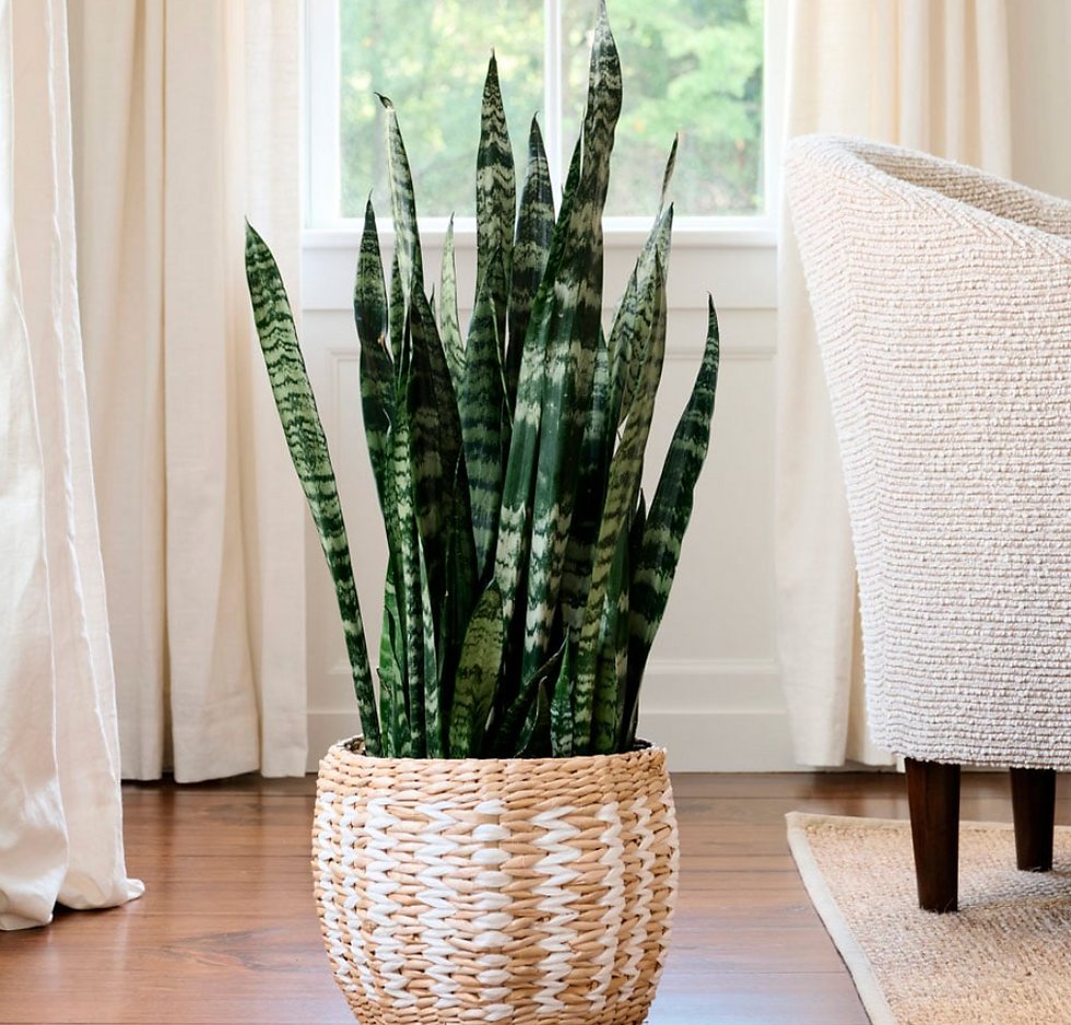 White Flower Farm Snake Plant