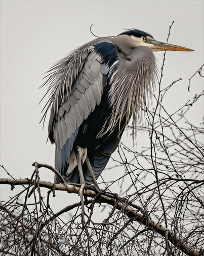 Great Blue Heron-2_edited.jpg