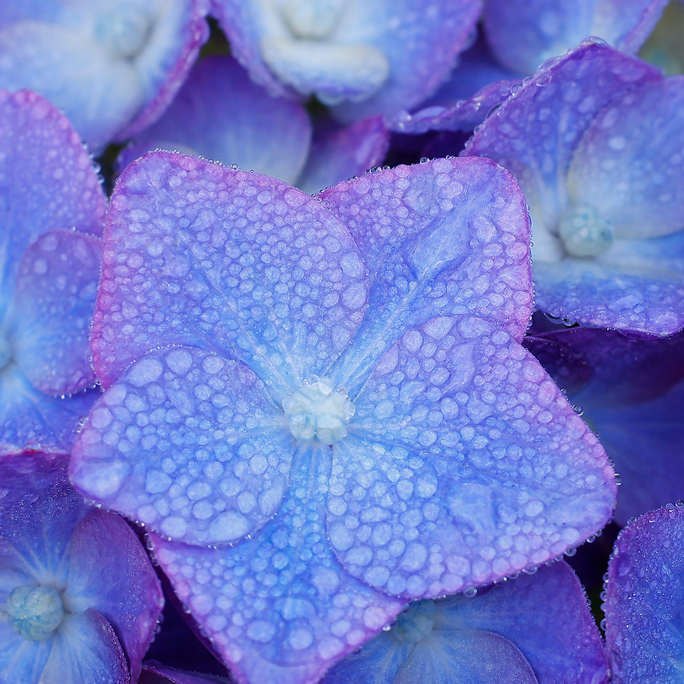 Processed_Bowman_Jennifer_sea star.jpg