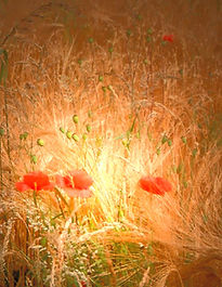 DRUVA poppy&cornfieldjpg