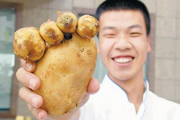 "Almost" a foot...Ginger!