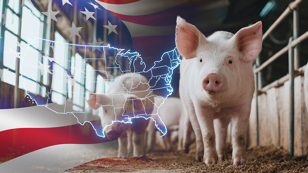 米国の豚肉生産が4月として過去最高に — 世界の購買担当者にとっての意味
