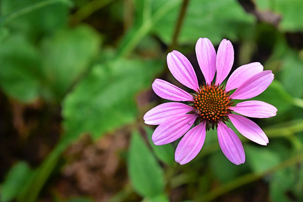 Echinacea%20background_edited.jpg