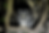 woodowlredopng.png