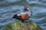 Harlequin Duck adult male_edited