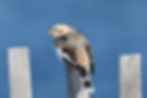 Snow Bunting nonbreeding adult male_edited