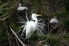 Great Egret breeding adult.jpg