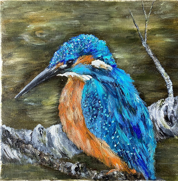 Kingfisher on the Crumlin Arm.jpg