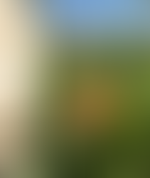 Featured Plant:  Munro’s Globemallow - Sphaeralcea munroana