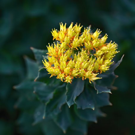 Product Earth Guide to Nootropics and Adaptogens