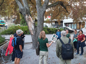 Die Dorflinde, ein Baum im Umbruch – Bericht aus der Baumführung 2022