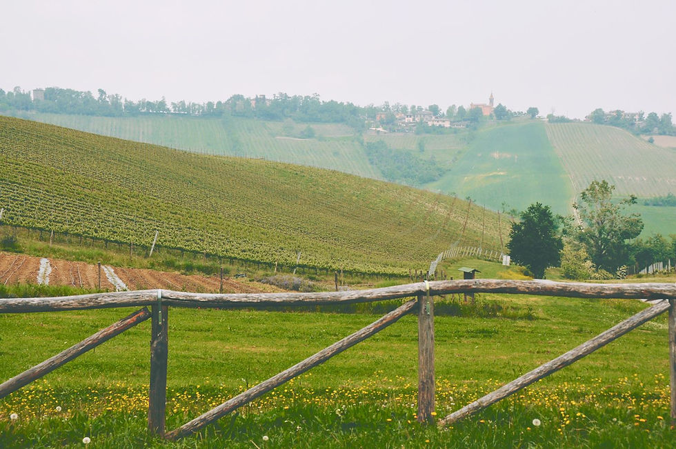 Countryside Vineyard View