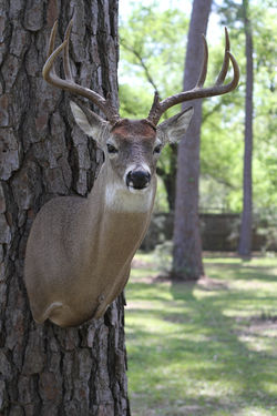 Whitetail Shoulder Mount