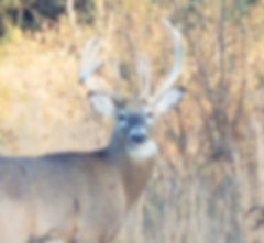HomePageDeer.jpeg
