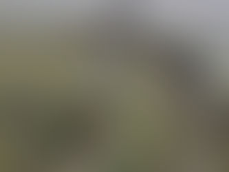 The forest of Verdun