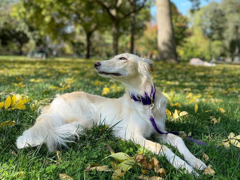 A complete round-up of the best off-leash dog parks in Toronto and East York