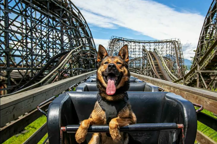 Police dog sitting in a rollercoaster carriage at the PNE