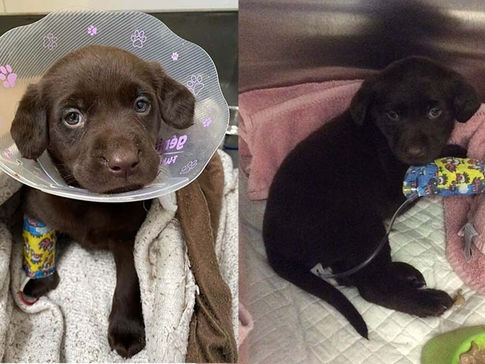 Puppies found in "horrifying" conditions and "riddled with parasites" in Vancouver trailer