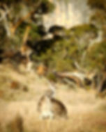 Kosciuszko Photo Tour wallabies