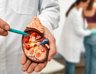 Hidratación y salud renal: claves para culturistas de alto rendimiento