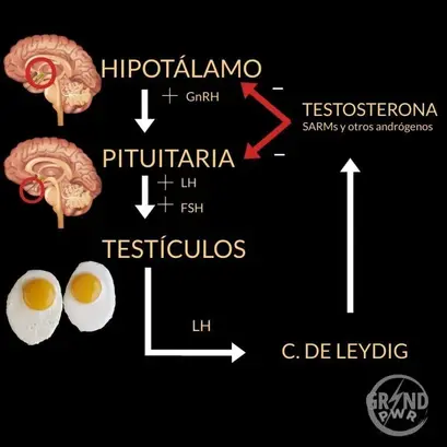 Pérdida de energía y apatía: signos de un eje hormonal dañado