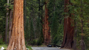sequoia